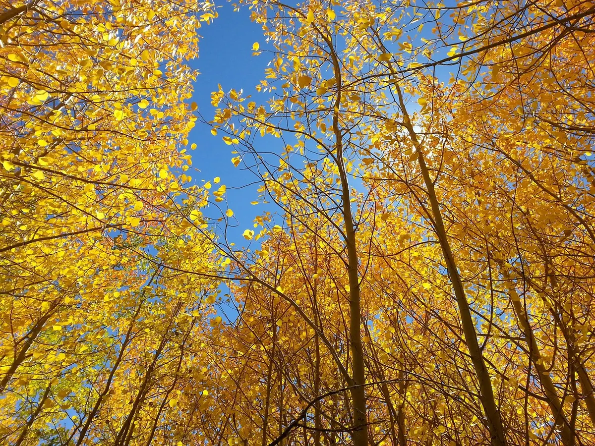 Autumn Leaves