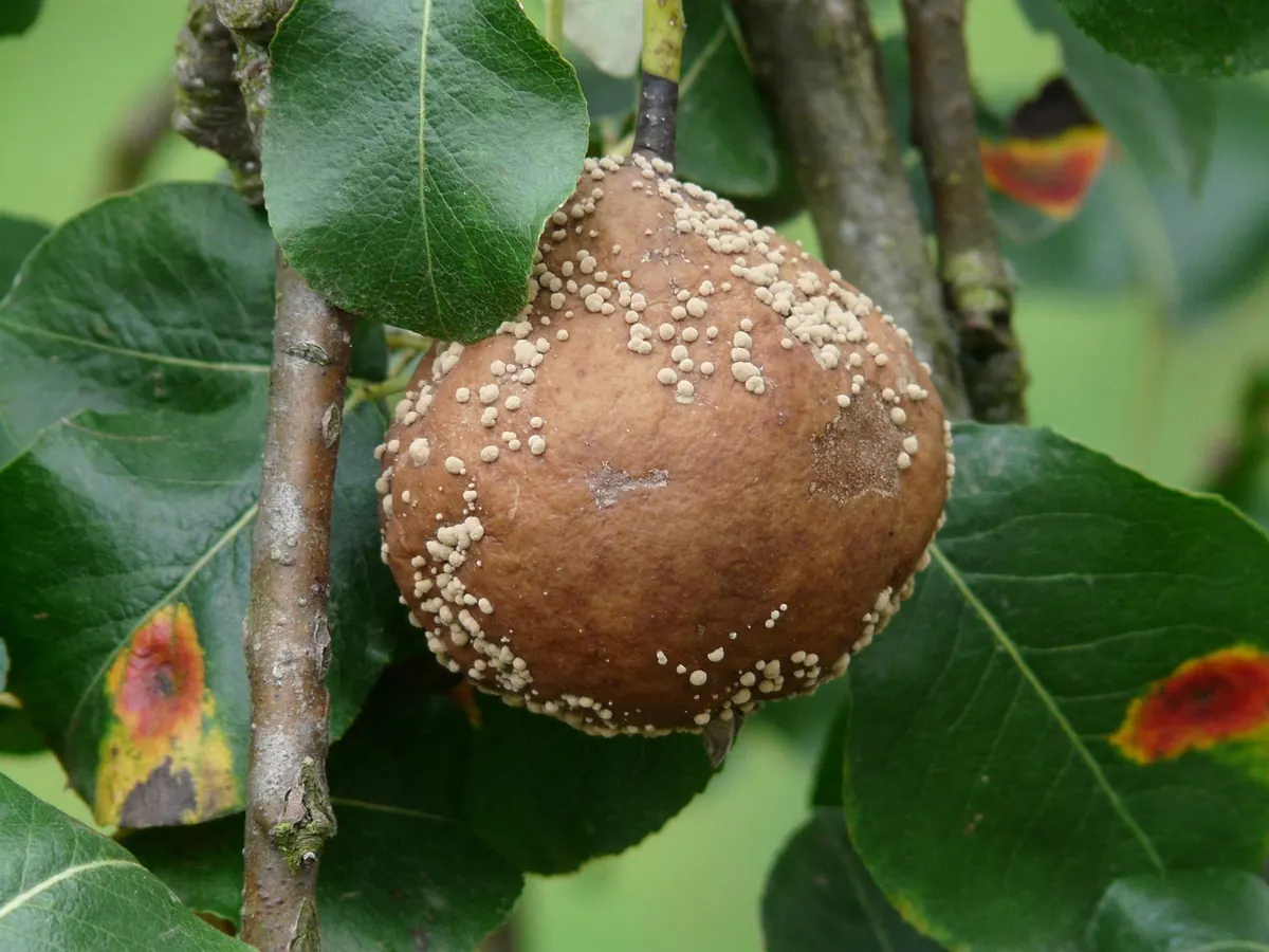 Aspen Leaf Miner and Other Common Pests: A UK Troubleshooting Guide