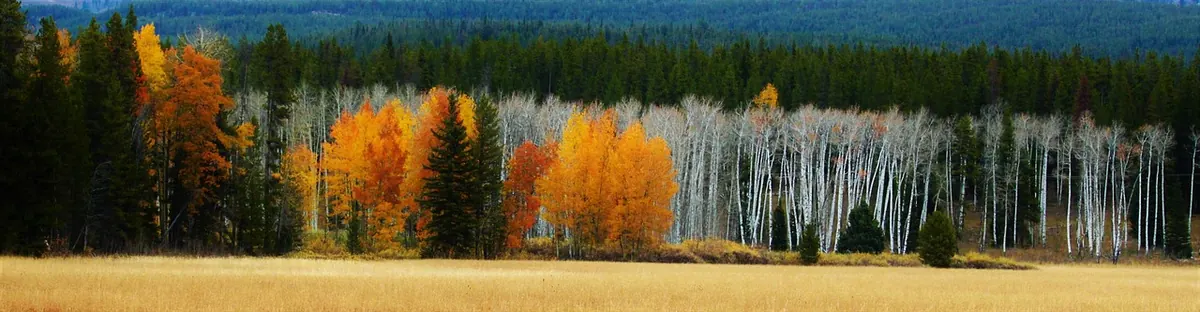 Aspen vs Birch: How to Tell Them Apart in Every Season