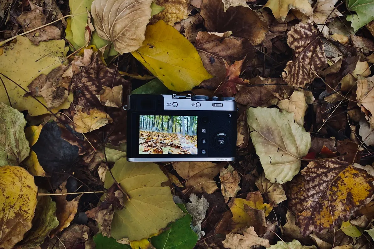 Photographing Aspen Groves: Settings and Composition Tips for Autumn
